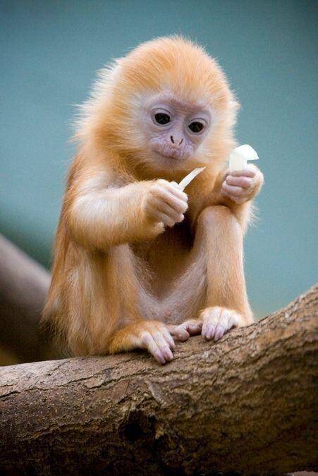 What is the smartest and cutest monkey ever show me a picture