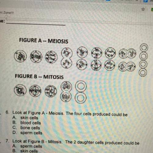 Will make Brainliest and give 50 points if correct

Look at Figure A - Meiosis. The four cells pro