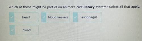 Which of these might be part of an animal’s circulatory system?