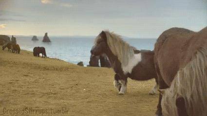 Hi how are you today? the horse should move tell me if it does not