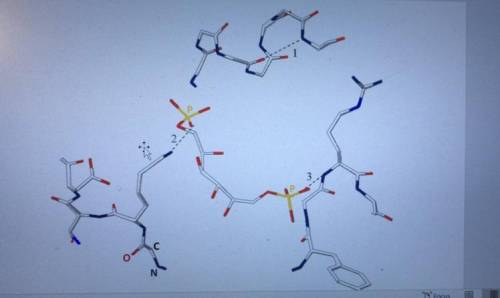 Which molecules do you see in this figure?

- fragments of one or more proteins
- fragments of DNA