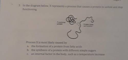 7 3. In the diagram below, X represents a process that causes a protein to unfold and stop function