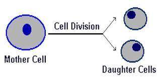 (Science Exam Due Today)!

Which part of cell theory does this image best represent?
A) All organi