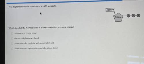 The diagram shows the structure of an ATP molecule.

Which bond of the ATP molecule is broken most