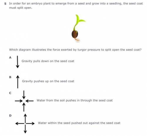 In order for an embryo plant to emerge from a seed and grow into a seedling, the seed coat must spl