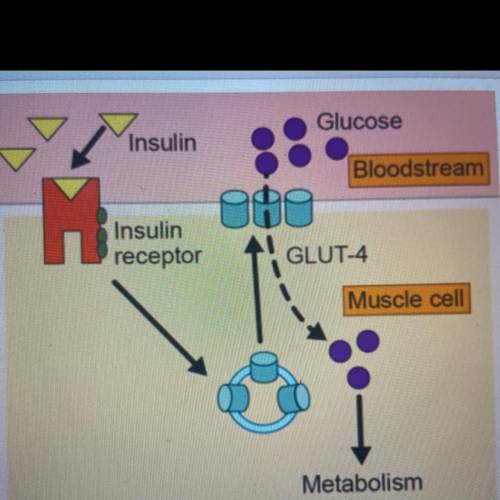 In Type 1 Diabetes, patients lack the cells available to

create insulin. Using the image, what ef