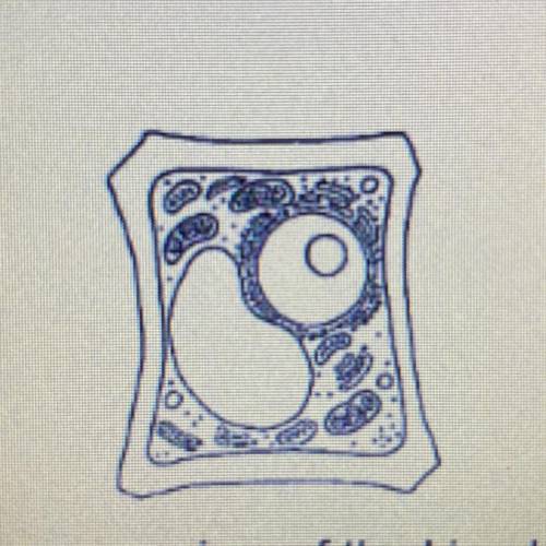 The cell shown above most likely belongs to an organism of the kingdom ?

A - animalia
B - Plantae