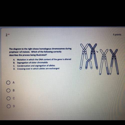 The diagram to the right shows homologous chromosomes during

prophase 1 of meiosis. Which of the