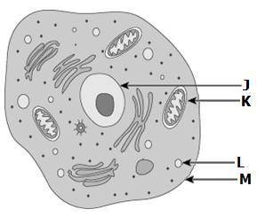A student examines a cell with organelles J, K, L, and M labeled.

Which labels correctly identify