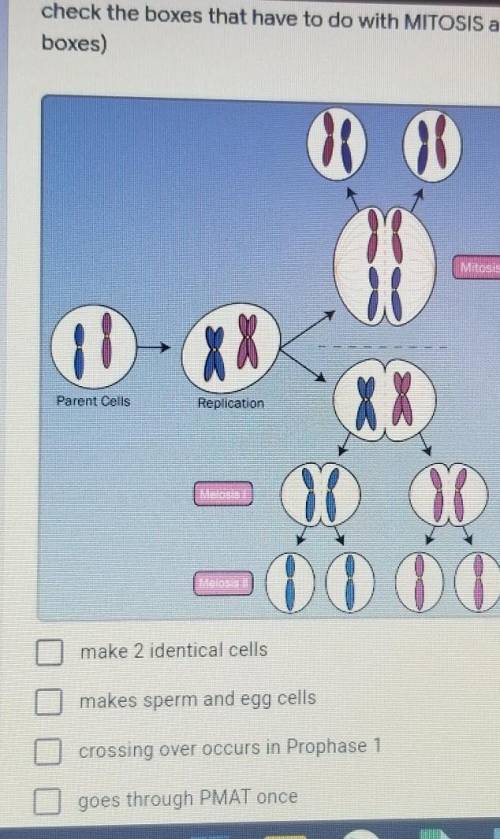 Check the boxes That have to do with mitosis? check 3 boxes