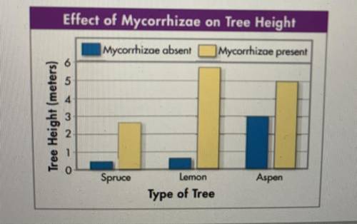 Calculate By what percentage

is the height of the lemon tree
grown with mycorrhizae greater
than
