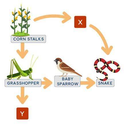 PLEASE HELP! GIVING BRAINLIEST!

A food web diagram showing cornstalks with two arrows pointing aw