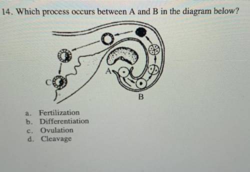 Plz help. It’s on human reproduction.