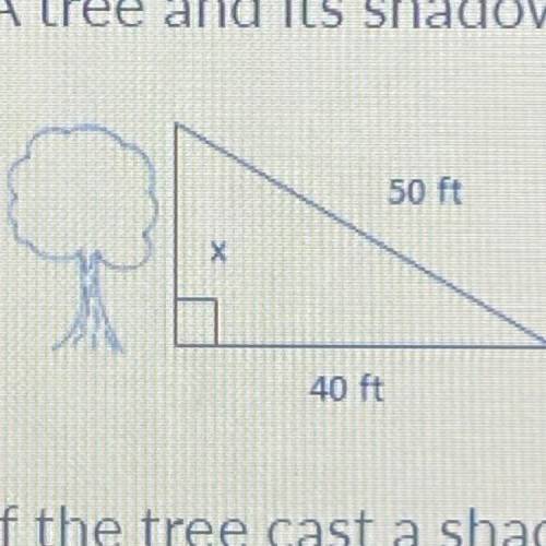 If the tree cast a shadow of 40 feet, how tall is the tree? A. 30 feet. B.35 ft. C.40 ft. D.45 ft.