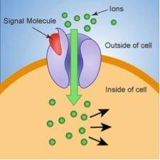 Look at the model below representing a signal transduction in a cell: (3 points)

Which of the fol