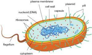 2. How do you know that this is a prokaryotic cell?