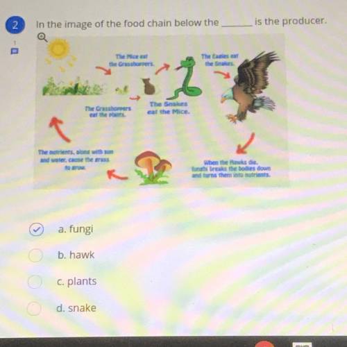 In the image of the food chain below the ____ is the producer.

A. Fungi 
B. Hawk 
C. Plants 
D. S