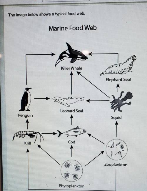 What would happen to the flow of energy in the food web if the cod population were removed?

A) th