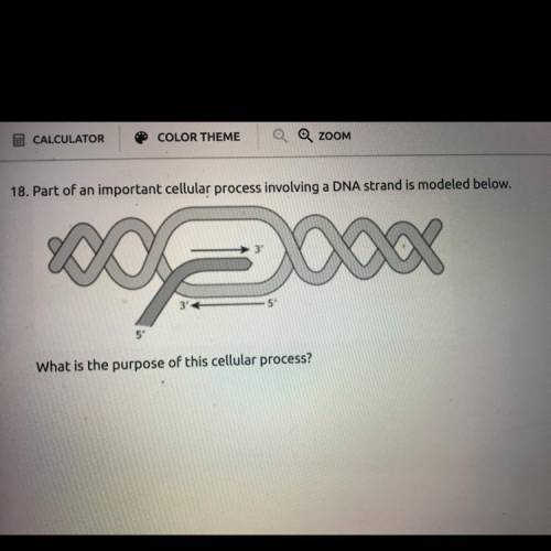 part of an important cellular process involving a DNA strand is modeled below. What is the purpose