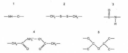 The diagrams show different types of bonds found in biological molecules. Which combination of bond