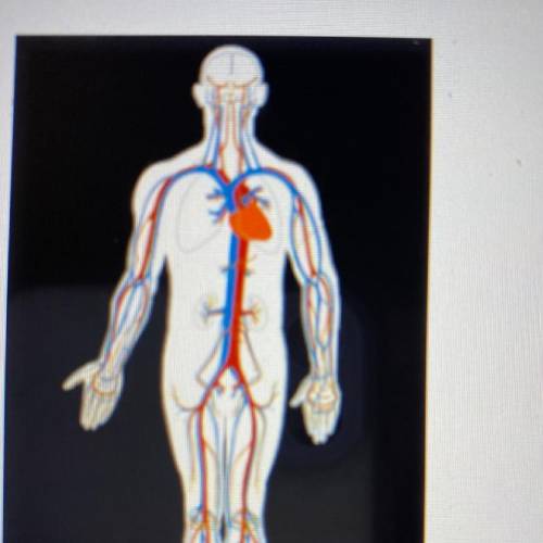 Select the correct answer.

 
The blue areas in the image represent the body parts that transport d