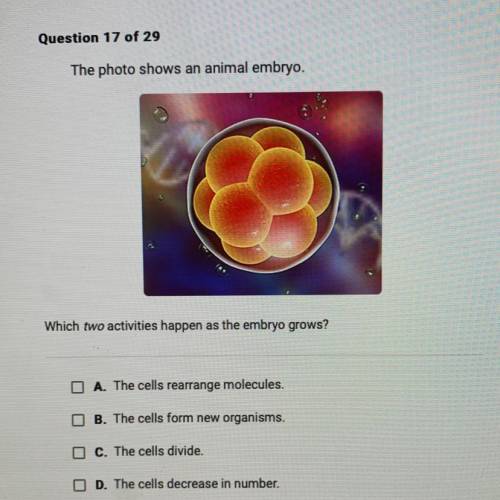 The photo shows an animal embryo.

Which two activities happen as the embryo grows?
A. The cells r