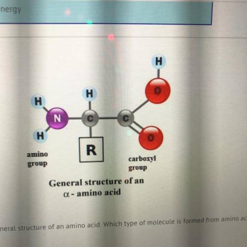 The diagram below shows the qeneral structure of an amino acid. Which type of molecule is formed fr