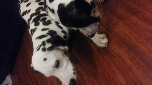My puppies!! they are dalmatians, the one who is smiling is hunter and the other one is gunnar
