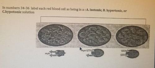 In numbers 34-36 label each red blood cell as being in a: A. isotonic, B. hypertonic, or C. hyperto