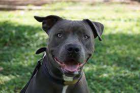 i just lost my best friend his name was bluey he was a blue nose pit bull i miss him i lost him 5 d