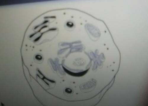 PLEASE HELP FIRST ANSWER GETS BRAINLIEST. is this a plant cell or animal cell?