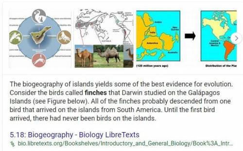 Describe an example of island biogeography that provides evidence of evolution​