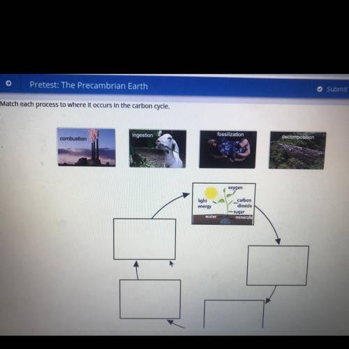 PLEASE HELP!!! (plato)Match each process to where it occurs in the carbon cycle.