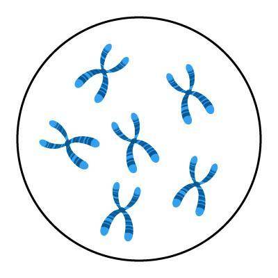 How many chromatids are found in this nucleus?

Six chromosomes in metaphase are shown. They resem