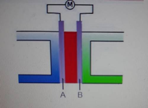 I А A B Which parts of the fuel cell do A and B represent? o air anode and cathode electrolyte hydr