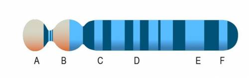 If this line represents a chromosome, which of the two genes are expected to have the most amount o