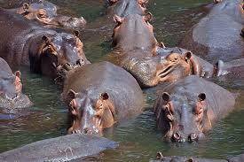 Hippos hippos hippos
Jonathan jonathan jonathan