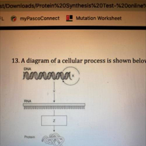 13. A diagram of a cellular process is shown below.

MonoLocorot
DNA
RNA
Z
Protein
Which of the fo