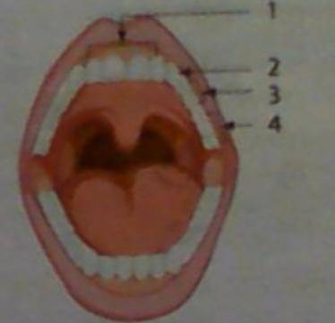 1. look at the picture and write the correct numbres. also lable the teeth in the picture.

a. the