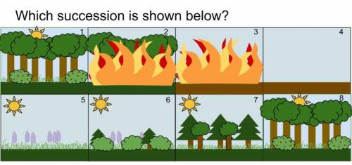 What succession is shown below?