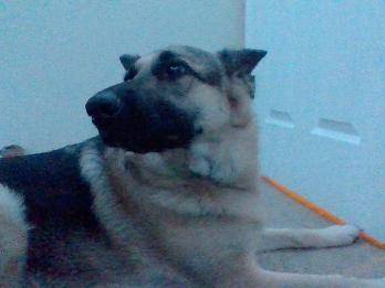 I have two dogs they are both German Shepards one is a girl and one is a boy the oldest is Bane he