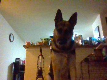 I have two dogs they are both German Shepards one is a girl and one is a boy the oldest is Bane he