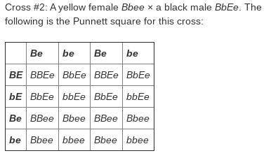 (HURRY I WILL VOTE BRAINLIEST FOR THE CORRECT ANSWER!!!)

Interpret the Punnett square for Cross #