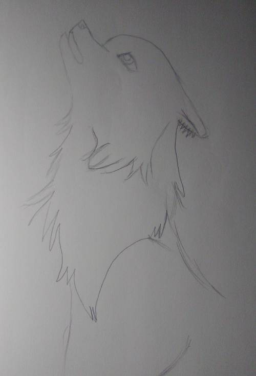 This is the first time I drawed a wolf so tell me how I did.