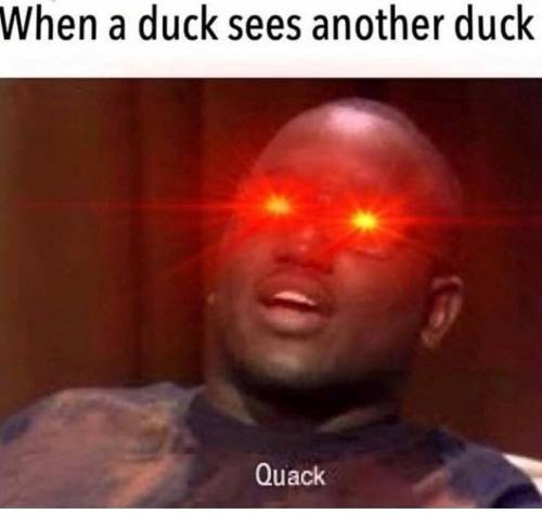 When a duck sees another duck