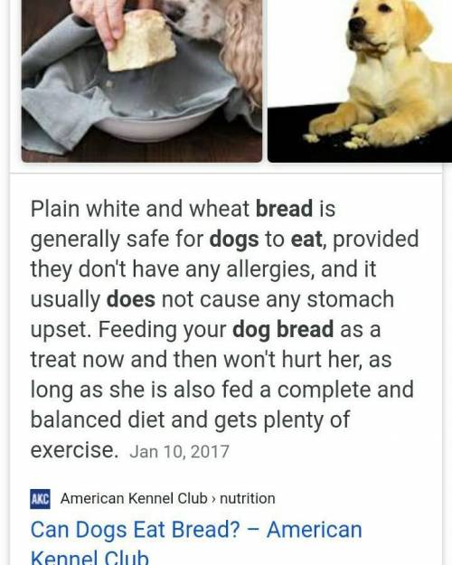 Can dogs eat bread or no