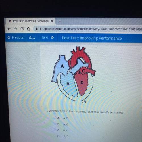 Which leters in the image represent the heart's ventricles?

A. A, D
B. A, C
C. B, C
D. B, D