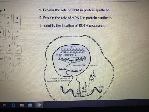 Use the diagram below to answer the following questions for 1 point each- explain the role of DNA i