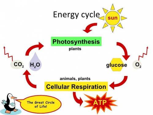 Carefully examine the diagram below that shows the relationship between aerobic cell respiration th
