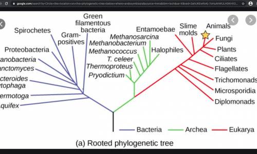 Circle the location on the phylogenetic tree below where endosymbiosis occured